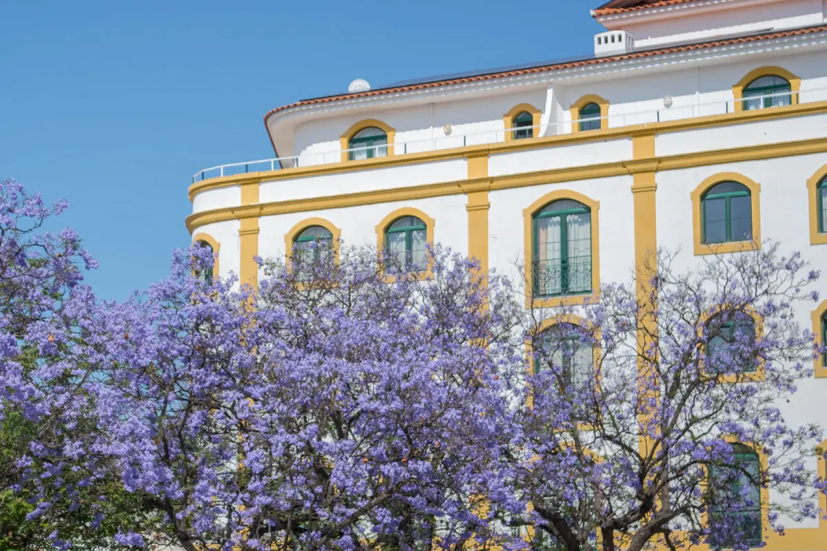 The yellow-trimmed facade of Loulé Jardim Hotel above flowering jacaranda trees