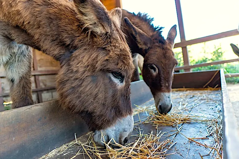 Donkeys eating hay at the Burro Verde sanctuary